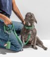 Wild One Poop Bag Carrier and Roll (Spruce) For Cheap